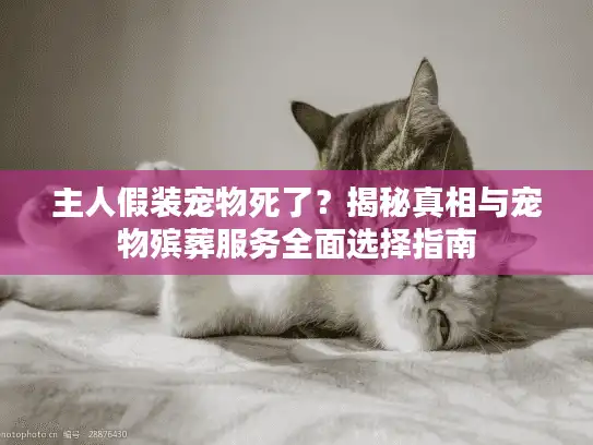 主人假装宠物死了？揭秘真相与宠物殡葬服务全面选择指南