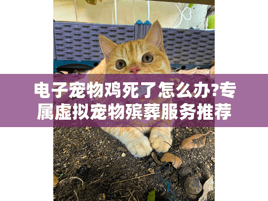 电子宠物鸡死了怎么办?专属虚拟宠物殡葬服务推荐
