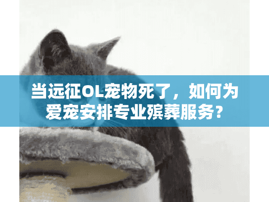 当远征OL宠物死了，如何为爱宠安排专业殡葬服务？