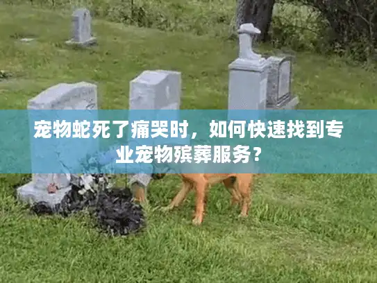 宠物蛇死了痛哭时，如何快速找到专业宠物殡葬服务？