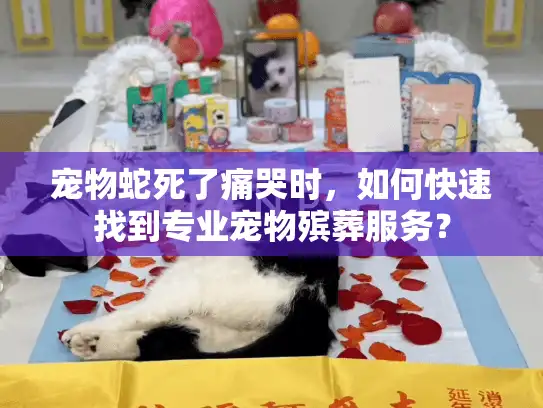 宠物蛇死了痛哭时，如何快速找到专业宠物殡葬服务？