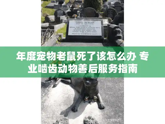 年度宠物老鼠死了该怎么办 专业啮齿动物善后服务指南