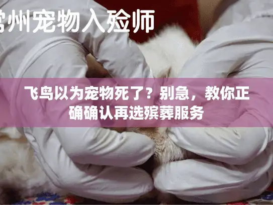 飞鸟以为宠物死了？别急，教你正确确认再选殡葬服务