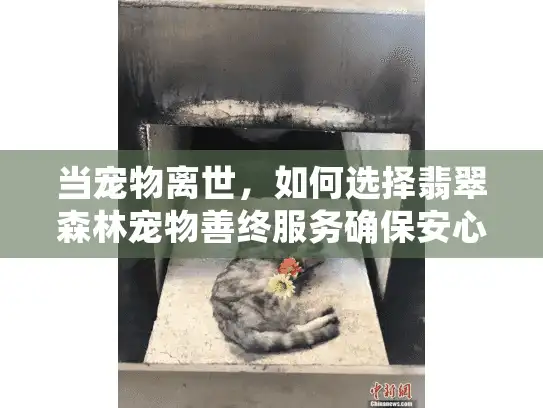 当宠物离世,如何选择翡翠森林宠物善终服务确保安心告别? 当宠物离世,如何选择翡翠森林宠物善终服务确保安心告别?