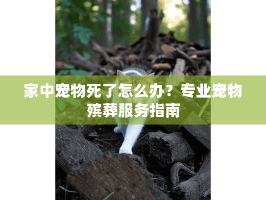家中宠物死了怎么办？专业宠物殡葬服务指南