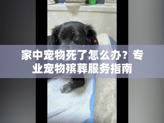 家中宠物死了怎么办？专业宠物殡葬服务指南