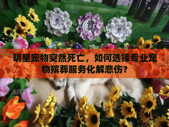 明星宠物突然死亡，如何选择专业宠物殡葬服务化解悲伤？