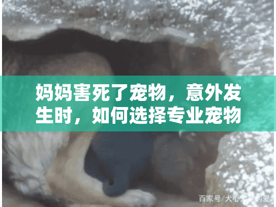 妈妈害死了宠物，意外发生时，如何选择专业宠物殡葬服务？