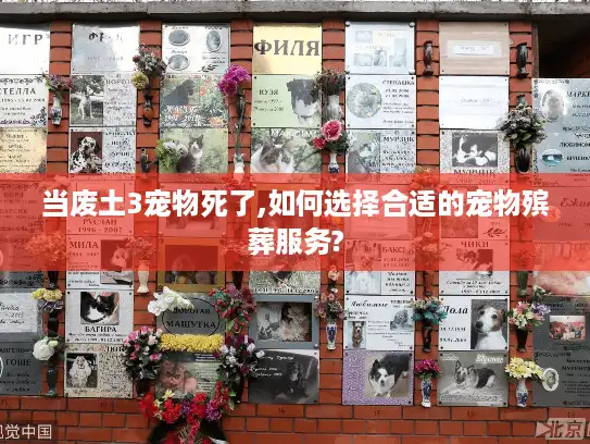 当废土3宠物死了,如何选择合适的宠物殡葬服务?