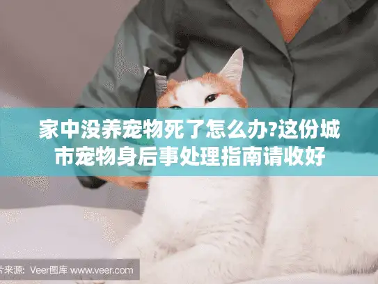 家中没养宠物死了怎么办?这份城市宠物身后事处理指南请收好