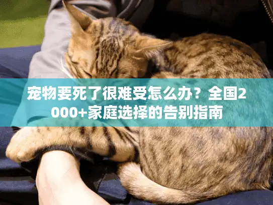 宠物要死了很难受怎么办？全国2000+家庭选择的告别指南