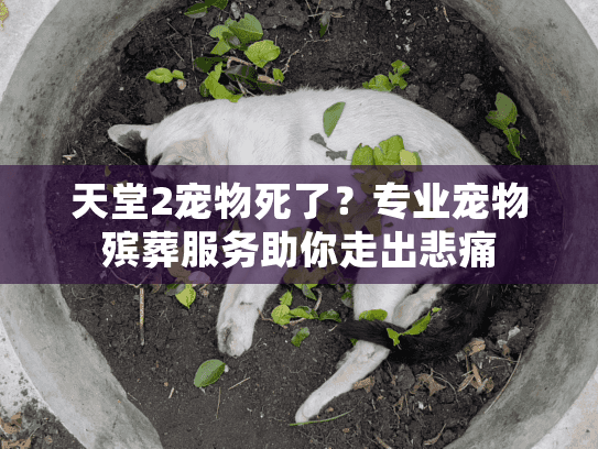 天堂2宠物死了?专业宠物殡葬服务助你走出悲痛 天堂2宠物死了?专业宠物殡葬服务助你走出悲痛