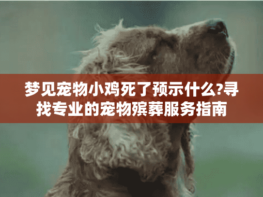 梦见宠物小鸡死了预示什么?寻找专业的宠物殡葬服务指南
