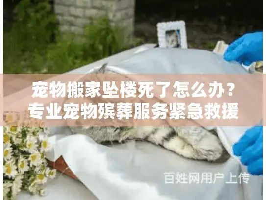 宠物搬家坠楼死了怎么办？专业宠物殡葬服务紧急救援指南