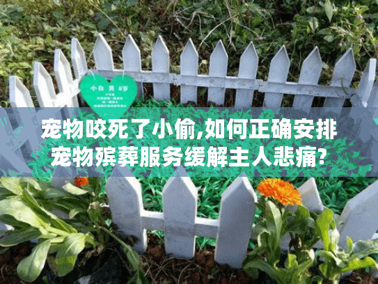 宠物咬死了小偷,如何正确安排宠物殡葬服务缓解主人悲痛?