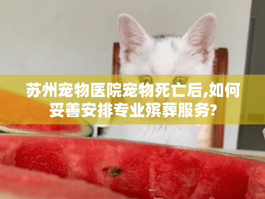 苏州宠物医院宠物死亡后,如何妥善安排专业殡葬服务?