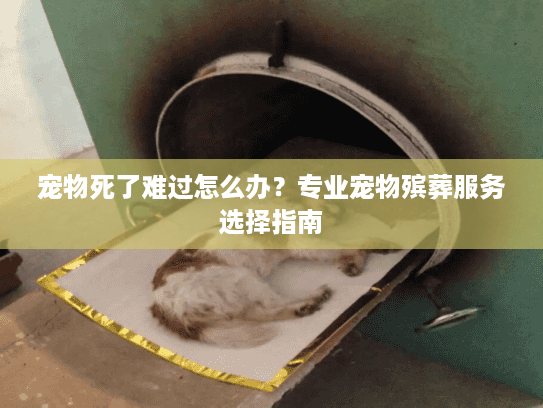 宠物死了难过怎么办？专业宠物殡葬服务选择指南