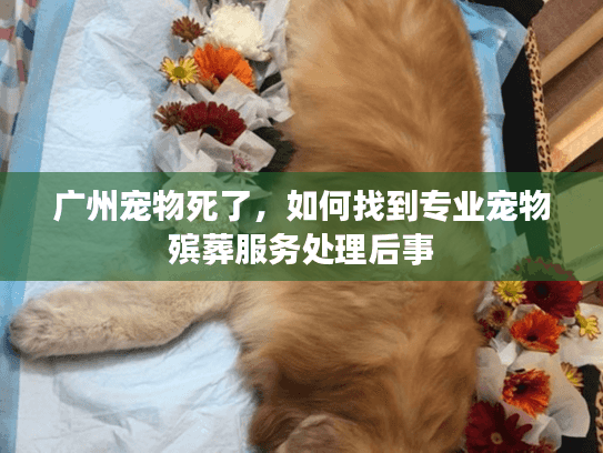广州宠物死了,如何找到专业宠物殡葬服务处理后事 广州宠物死了,如何找到专业宠物殡葬服务处理后事