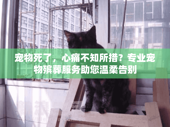 宠物死了，心痛不知所措？专业宠物殡葬服务助您温柔告别