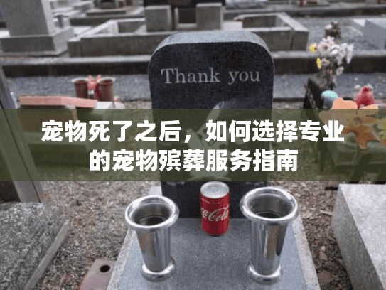 宠物死了之后，如何选择专业的宠物殡葬服务指南