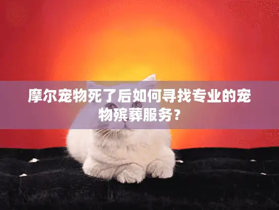 摩尔宠物死了后如何寻找专业的宠物殡葬服务？