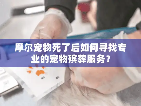 摩尔宠物死了后如何寻找专业的宠物殡葬服务？