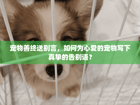 宠物善终送别言,如何为心爱的宠物写下真挚的告别语? 宠物善终送别言,如何为心爱的宠物写下真挚的告别语?