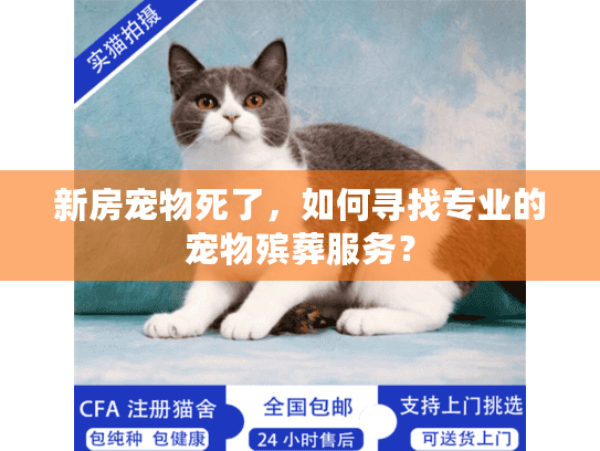 新房宠物死了，如何寻找专业的宠物殡葬服务？