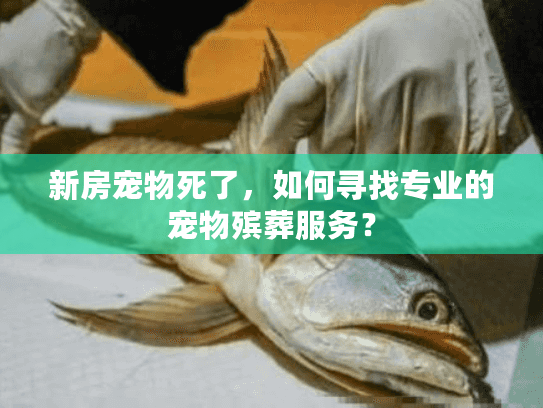 新房宠物死了，如何寻找专业的宠物殡葬服务？