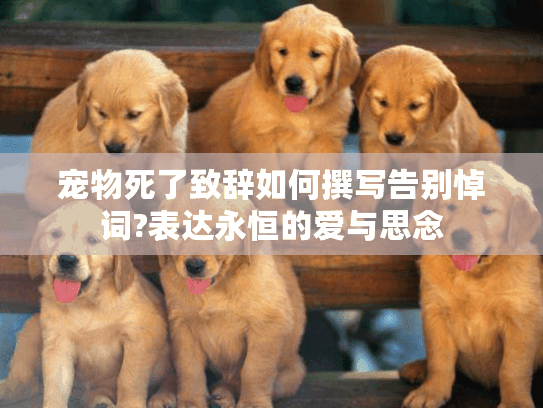 宠物死了致辞如何撰写告别悼词?表达永恒的爱与思念