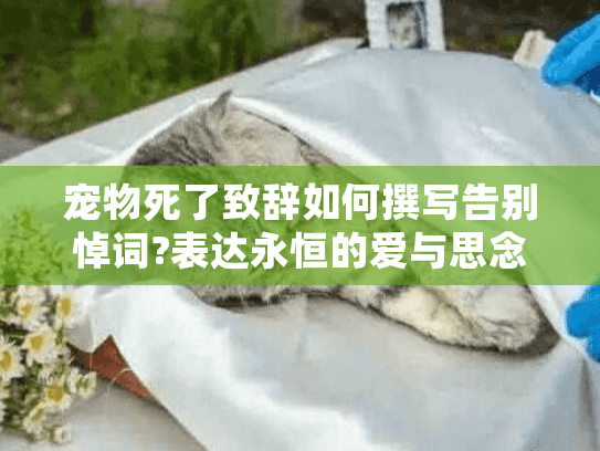 宠物死了致辞如何撰写告别悼词?表达永恒的爱与思念
