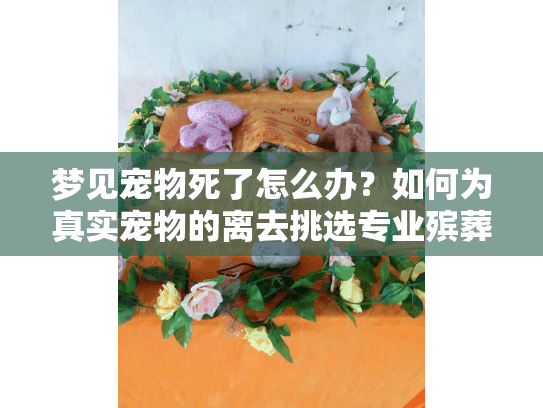 梦见宠物死了怎么办？如何为真实宠物的离去挑选专业殡葬服务