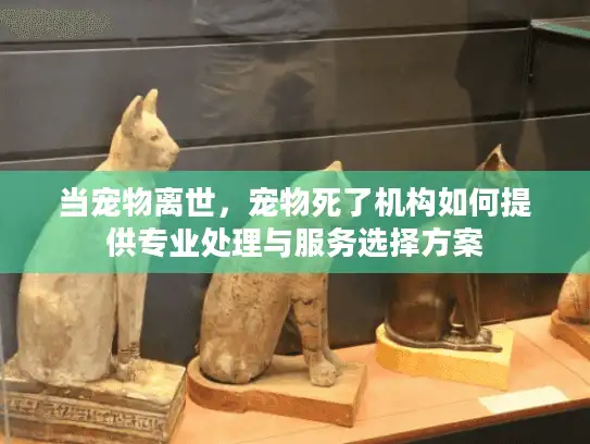 当宠物离世，宠物死了机构如何提供专业处理与服务选择方案