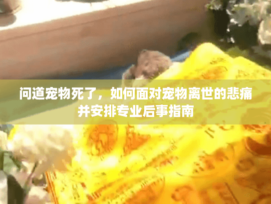 问道宠物死了,如何面对宠物离世的悲痛并安排专业后事指南 问道宠物死了,如何面对宠物离世的悲痛并安排专业后事指南