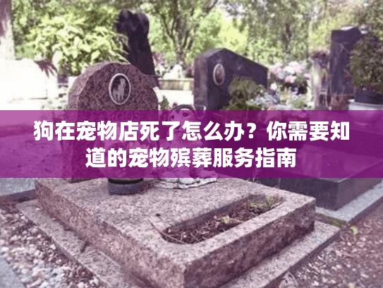 狗在宠物店死了怎么办？你需要知道的宠物殡葬服务指南