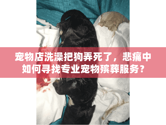 宠物店洗澡把狗弄死了，悲痛中如何寻找专业宠物殡葬服务？
