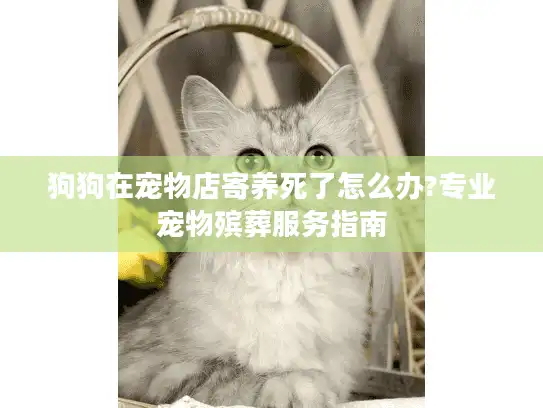 狗狗在宠物店寄养死了怎么办?专业宠物殡葬服务指南