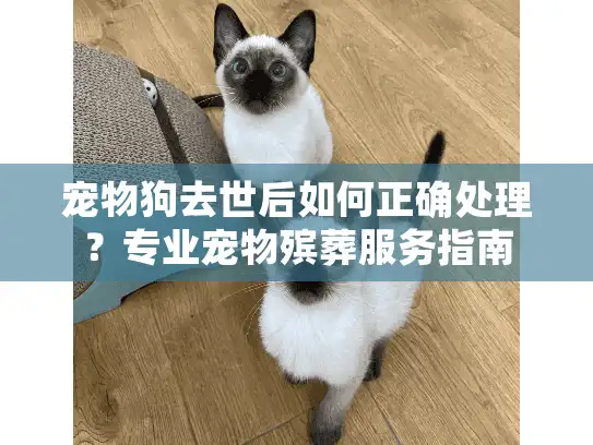 宠物狗去世后如何正确处理？专业宠物殡葬服务指南