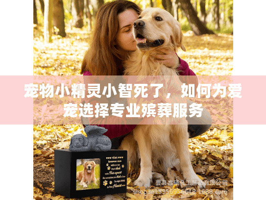宠物小精灵小智死了，如何为爱宠选择专业殡葬服务