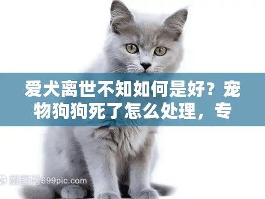 爱犬离世不知如何是好？宠物狗狗死了怎么处理，专业指导助你渡过难关