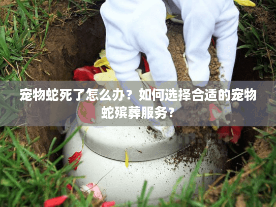 宠物蛇死了怎么办？如何选择合适的宠物蛇殡葬服务？