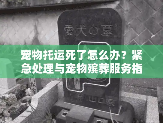 宠物托运死了怎么办？紧急处理与宠物殡葬服务指南