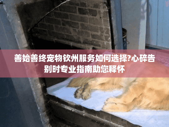 善始善终宠物钦州服务如何选择?心碎告别时专业指南助您释怀