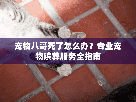 宠物八哥死了怎么办？专业宠物殡葬服务全指南