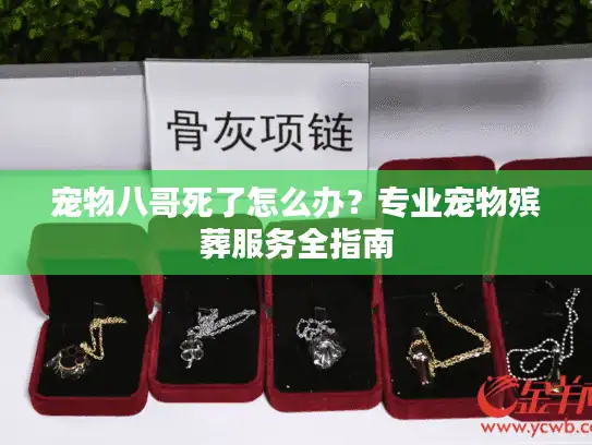 宠物八哥死了怎么办？专业宠物殡葬服务全指南
