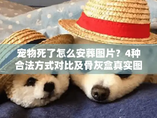 宠物死了怎么安葬图片?4种合法方式对比及骨灰盒真实图集 宠物死了怎么安葬图片?4种合法方式对比及骨灰盒真实图集