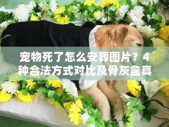 宠物死了怎么安葬图片?4种合法方式对比及骨灰盒真实图集 宠物死了怎么安葬图片?4种合法方式对比及骨灰盒真实图集