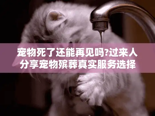 宠物死了还能再见吗?过来人分享宠物殡葬真实服务选择