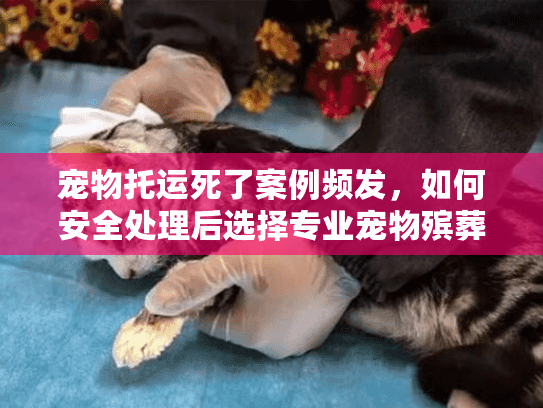 宠物托运死了案例频发，如何安全处理后选择专业宠物殡葬服务？
