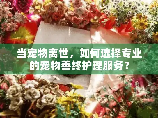 当宠物离世，如何选择专业的宠物善终护理服务？